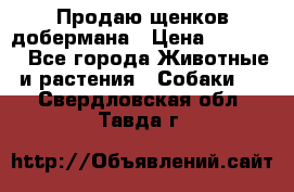 Продаю щенков добермана › Цена ­ 45 000 - Все города Животные и растения » Собаки   . Свердловская обл.,Тавда г.